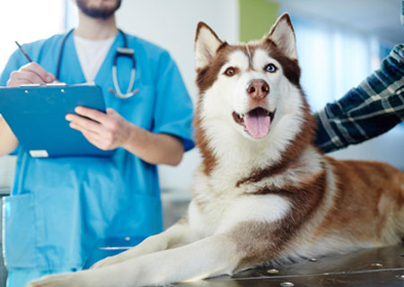 страхование домашних животных